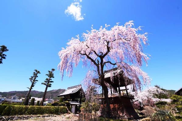 信広寺の鐘としだれ桜の画像2