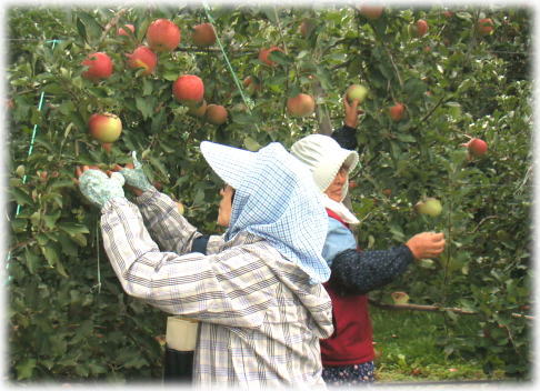 りんごの葉摘み作業
