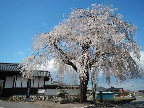 写真:枝垂桜　満開その1
