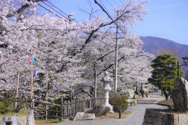 道路沿いの桜