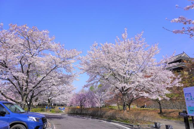 駐車場周辺の桜