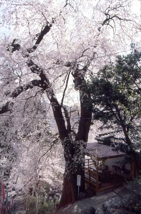 写真：義仲桜の画像２