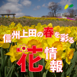ピックアップ5