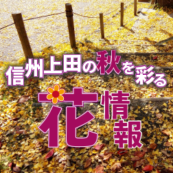 ピックアップ7