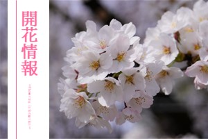桜開花状況