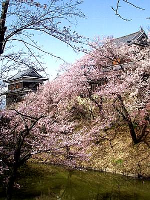 写真：上田城千本桜まつり