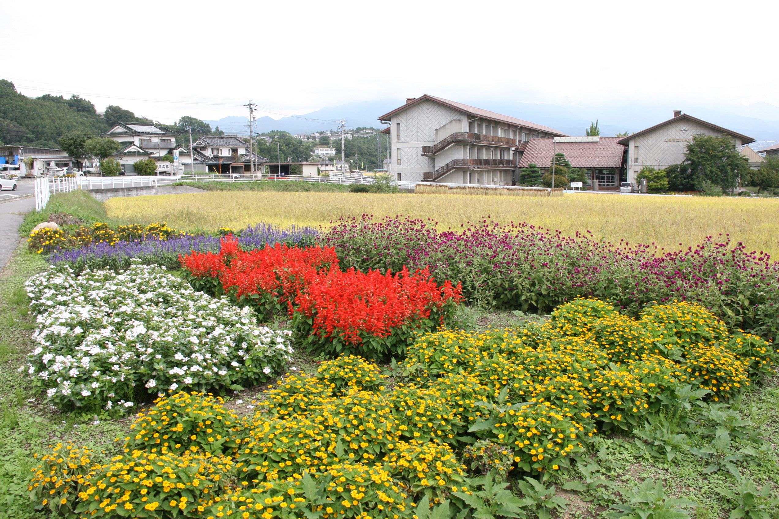 丸子北中学校　丸子コスモス大学花壇づくり学科の画像2