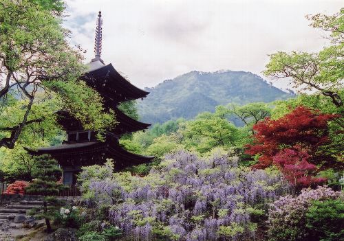 前山寺三重塔（藤の花や木々の緑、背景の山が一体となった美しい風景）