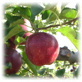 写真：りんご「秋映」（あきばえ）