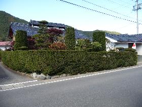 生け垣と蚕室造りの民家