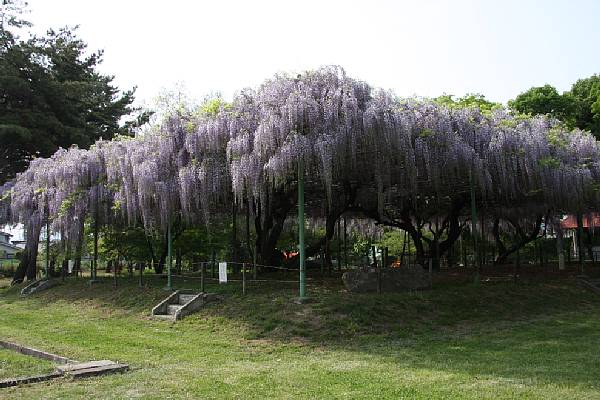 カバンの藤