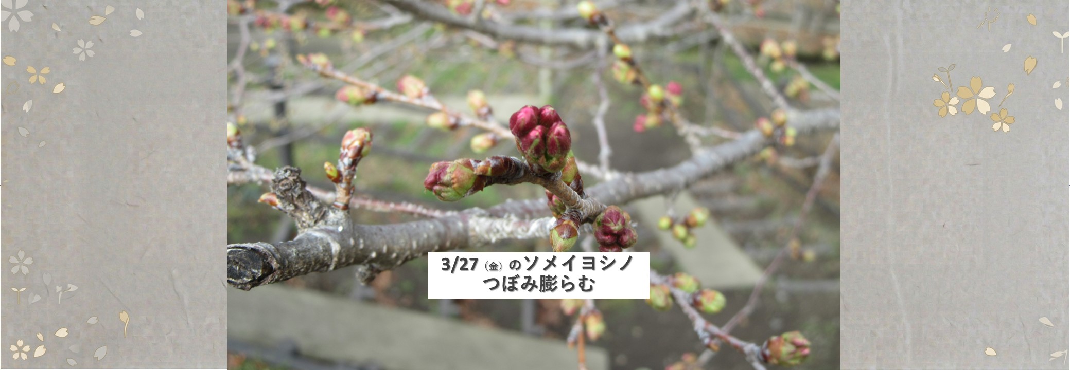 桜情報