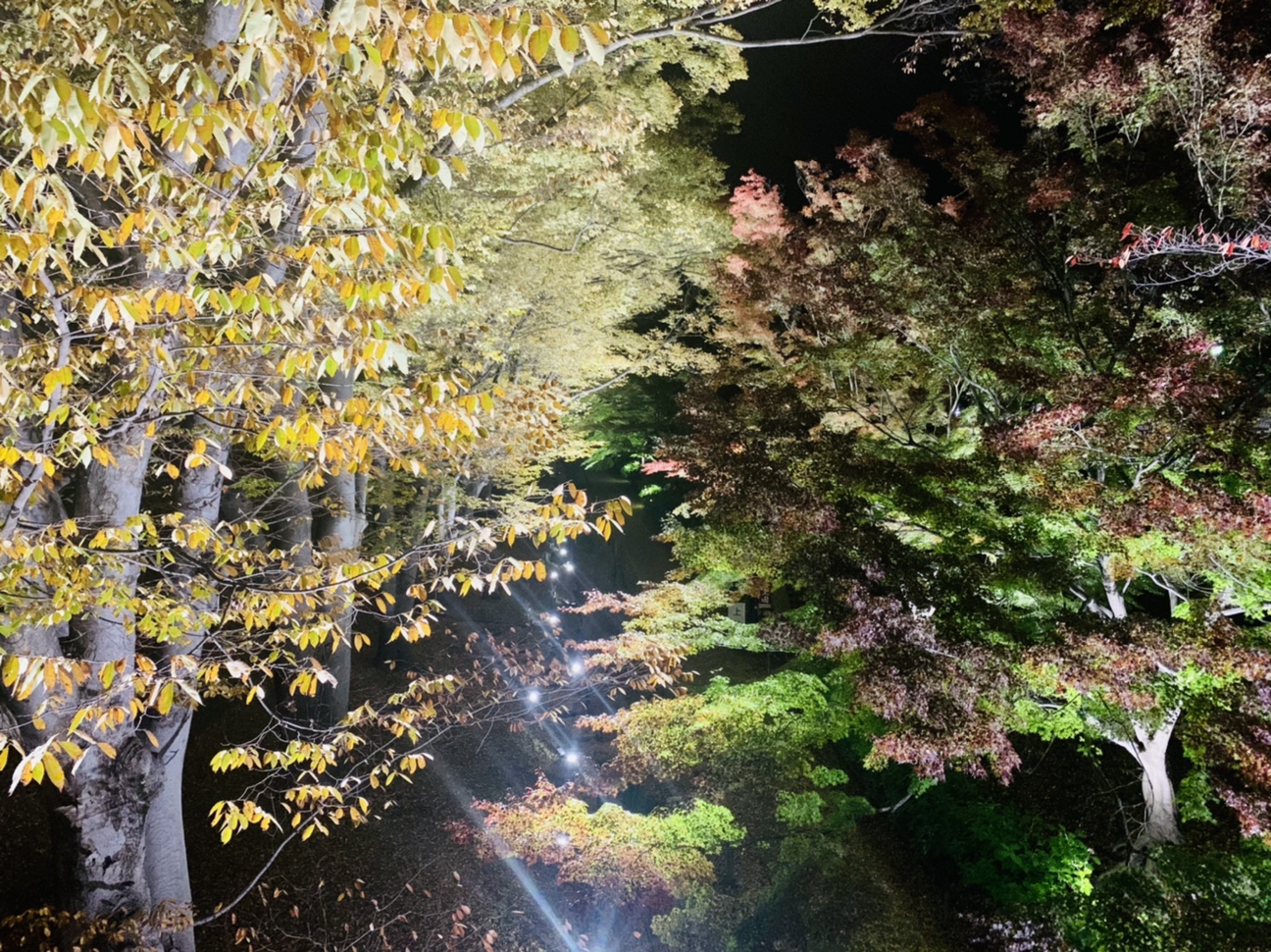 けやき並木　夜