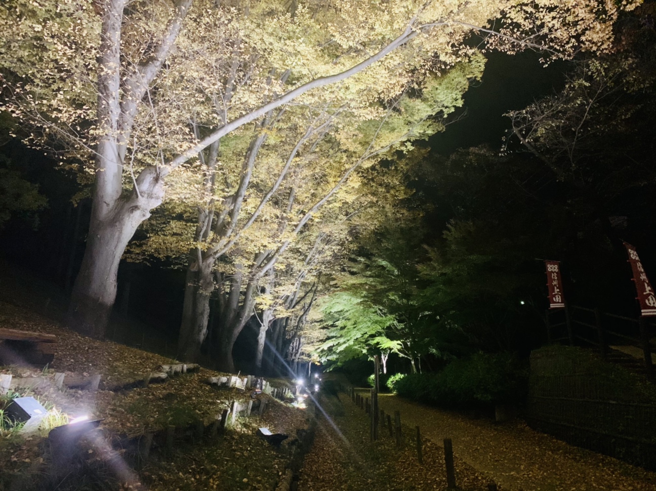 けやき並木２　夜