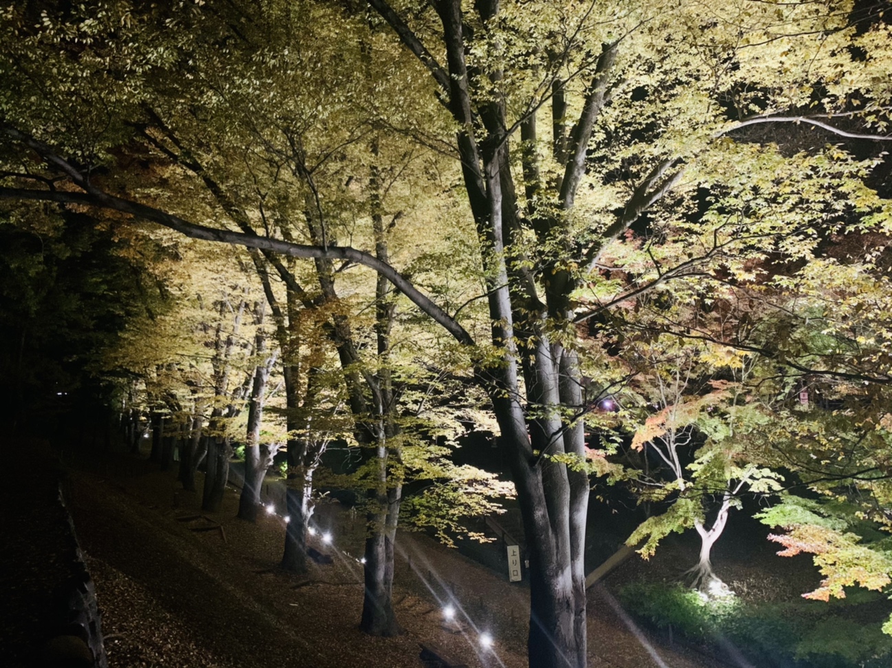 けやき並木４　夜