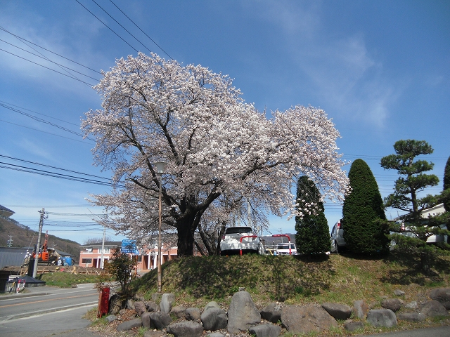 30年桜