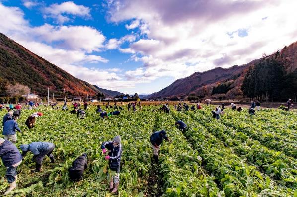 築地原の野沢菜収穫即売会