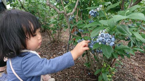 子供ブルーベリー