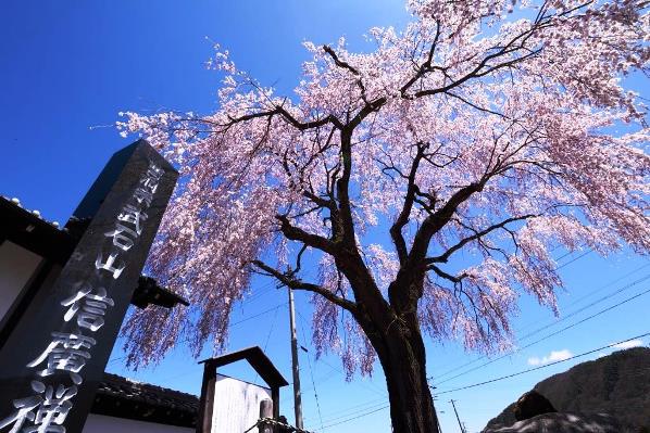 信広寺のしだれ桜の画像1