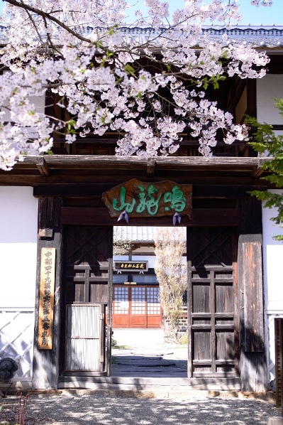 妙見寺の門と桜の画像
