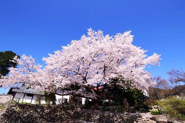 妙見寺の桜の画像