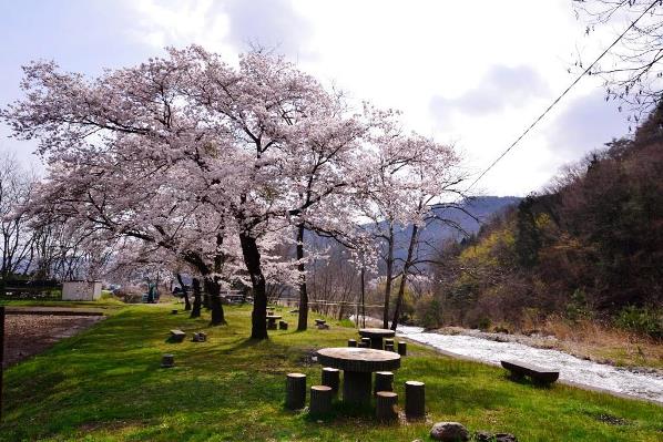 武石川河川公園の桜の画像