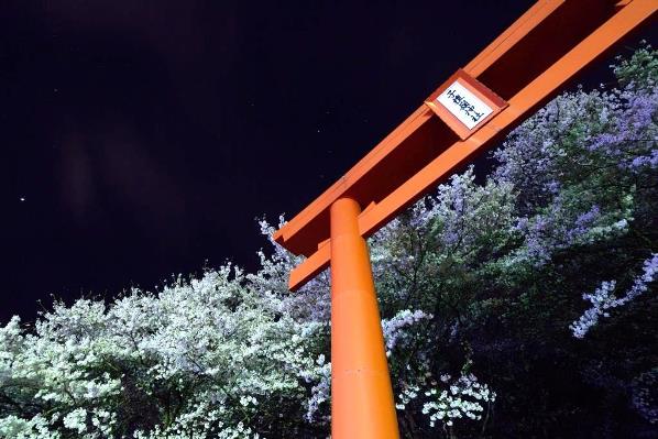 夜の子檀嶺神社の桜の画像