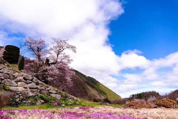 大布施のひがん桜