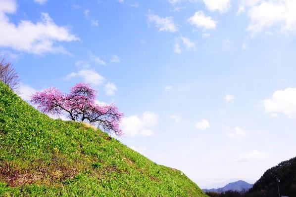 里山の花桃の画像