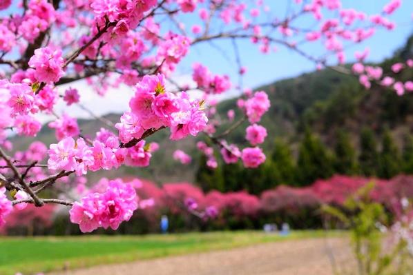 余里の一里花桃の画像