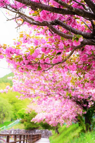 武石温泉うつくしの湯の八重桜の画像