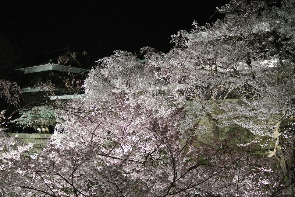 櫓とザクラの画像