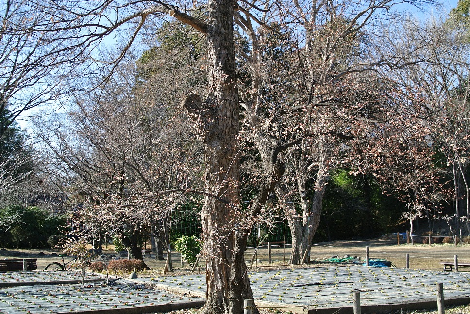 憩いの広場の白梅の画像