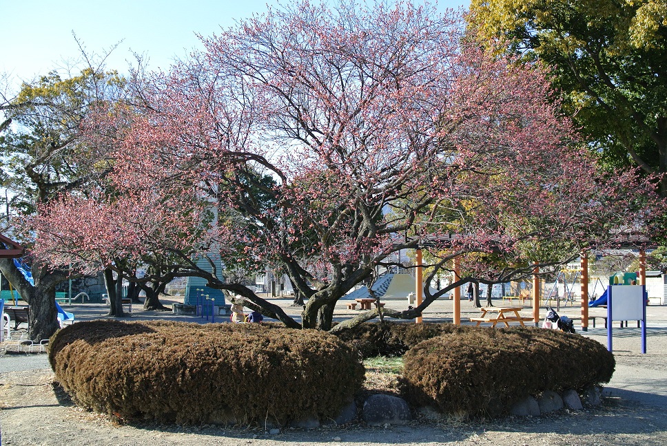 児童遊園地の紅梅の画像