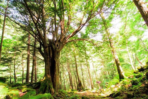 焼山沢登山道中のトガの親木の画像