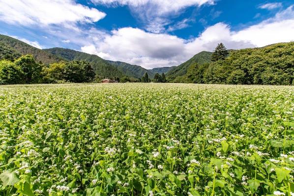 一面に広がるソバ畑の画像