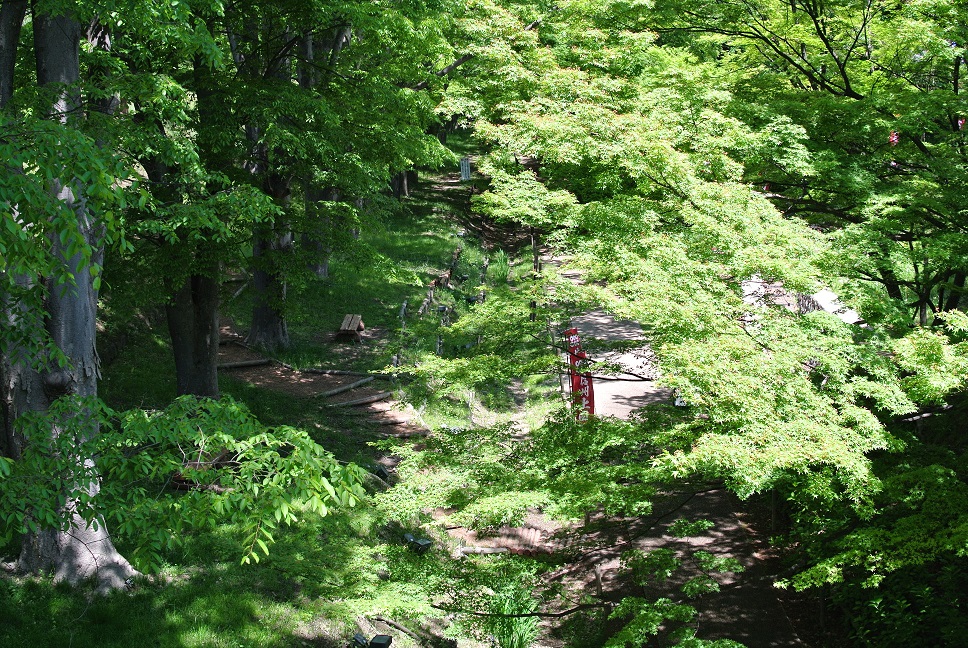 二の丸橋の上から。桜の季節が終わり、けやき並木の木々が一斉に芽生えはじめました。の画像