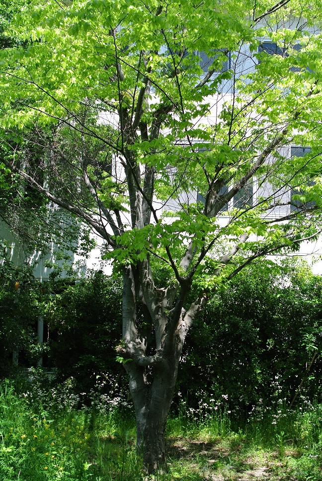 けやき並木遊歩道の北側突き当たりに、「縁結びのケヤキ」と呼ばれている木があります。の画像