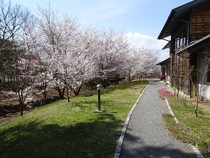 上田市技術研修センターの東側桜