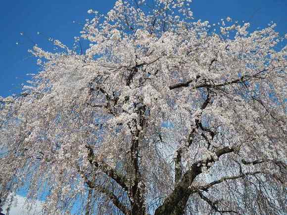 写真:枝垂桜　満開その2