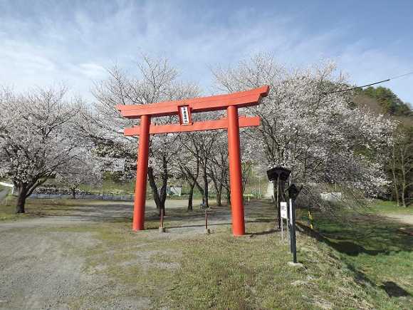 平成25年4月17日子檀嶺（こまゆみね）神社_満開