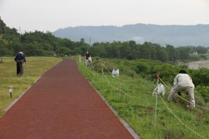 アレチウリ駆除と草刈りの様子