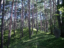 上田市の森林