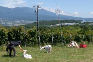 テントを張っている人やヤギと戯れる人の様子の写真