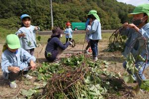 園児たちが集まってサツマイモのツルから葉を取り除いている様子の写真