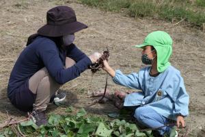 芋のツルを巻いてリースを作る様子の写真