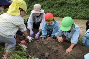園児たちが芋を掘り起こしている様子の写真