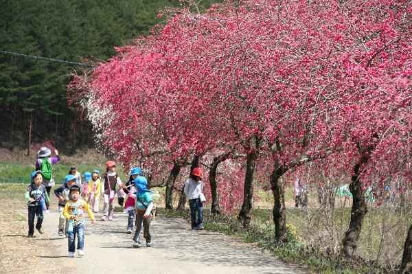 写真：余里の一里花桃　その2