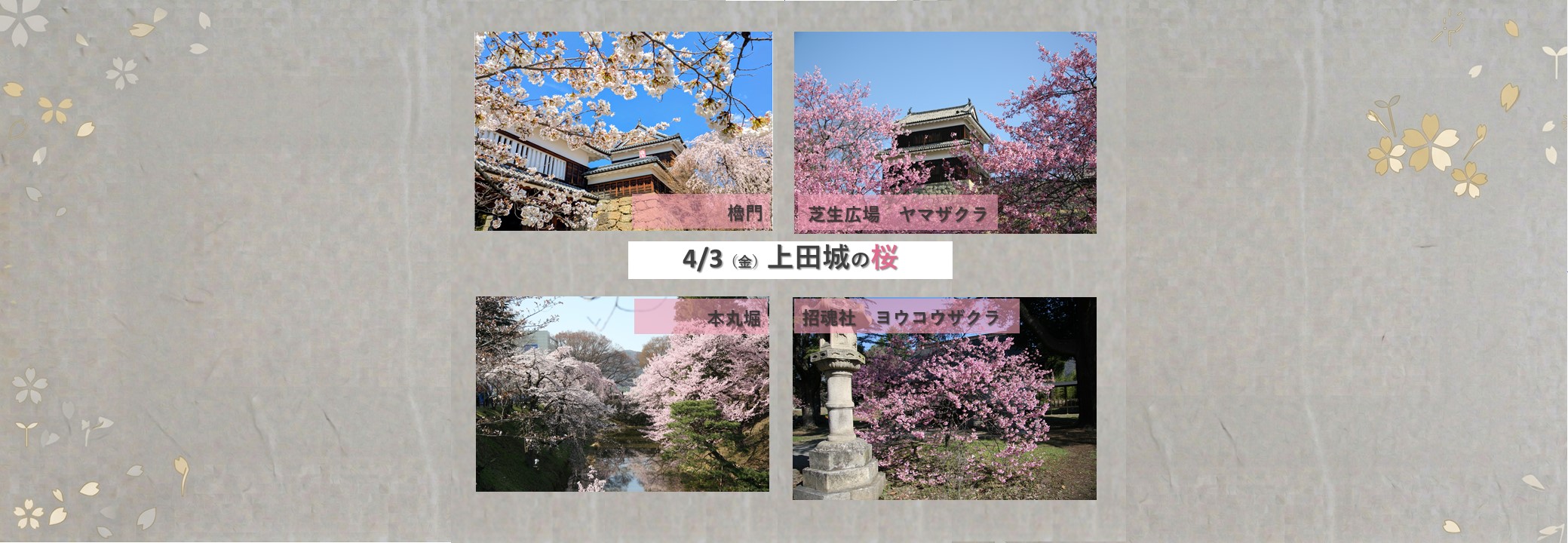 桜情報