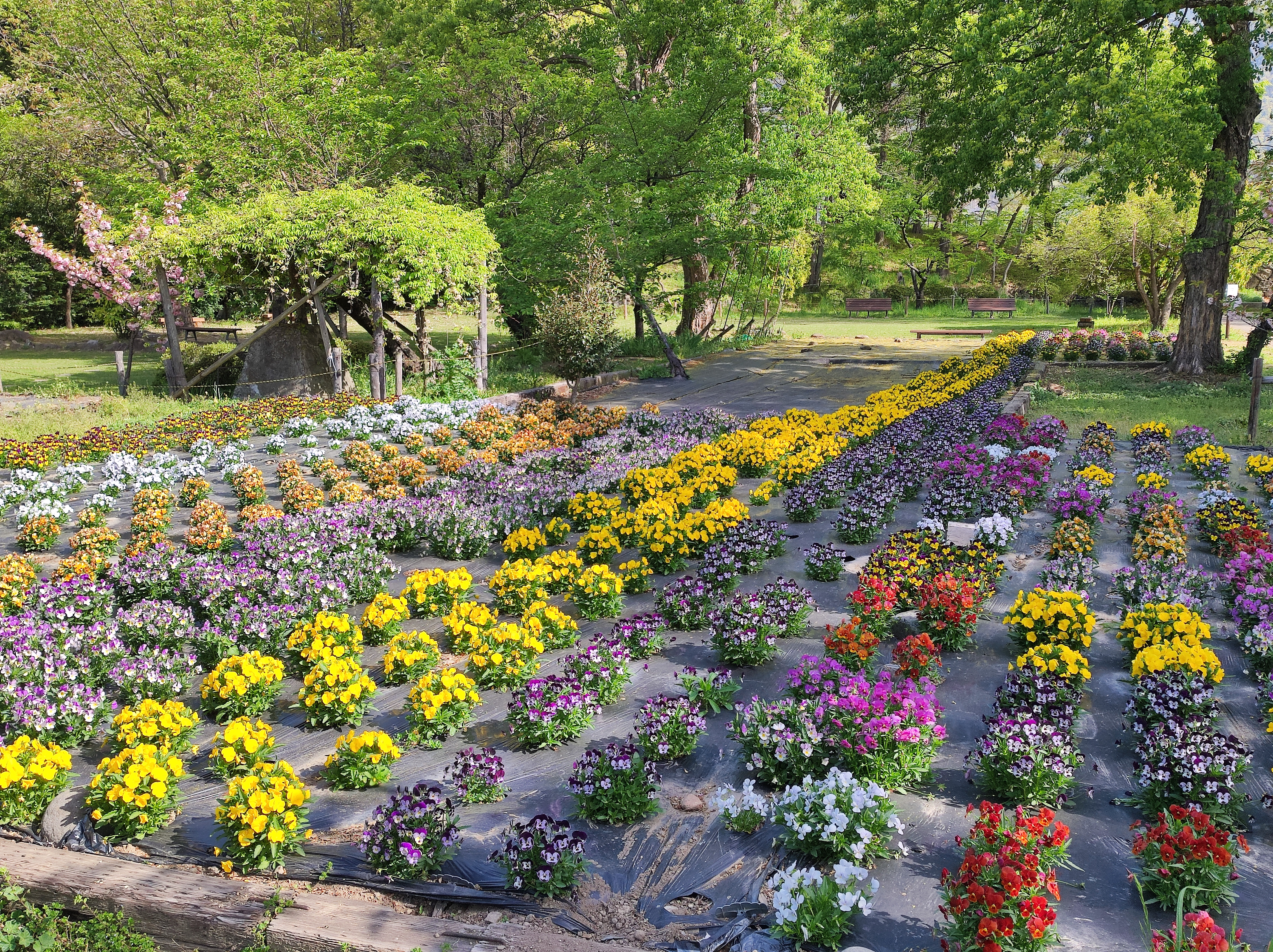 ビオラの花壇